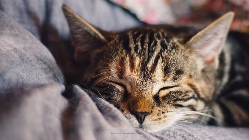 Gatoterapia, beneficios de vivir con un gato