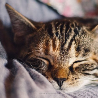 Gatoterapia, beneficios de vivir con un gato